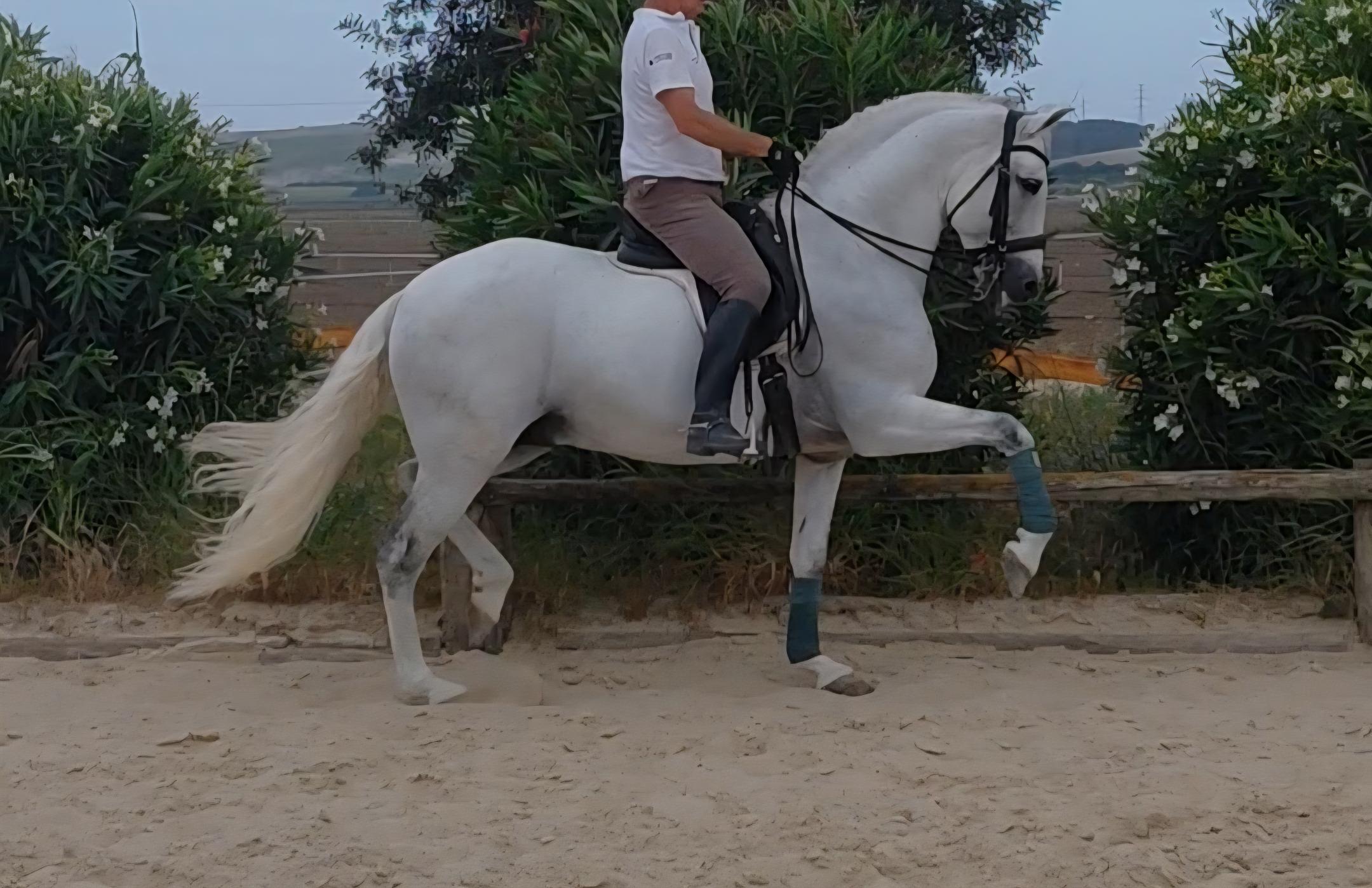 PRE Travieso II AD 9 years