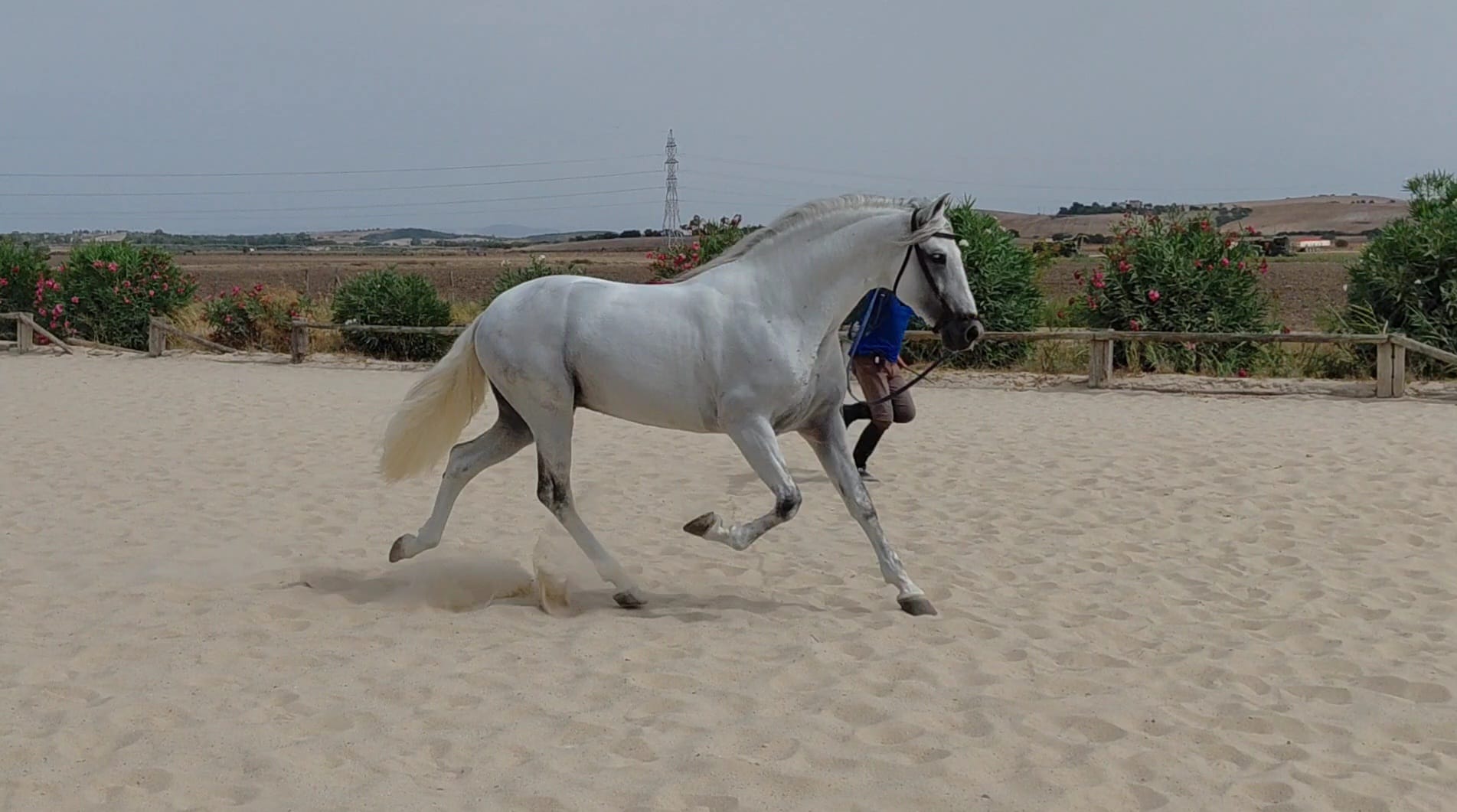 PRE Travieso II AD 9 years