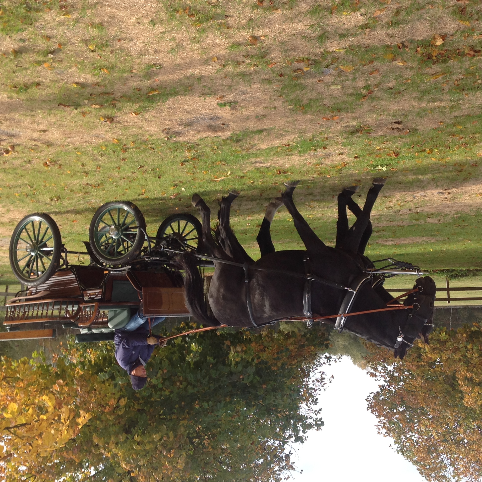 Wagonette i princip nyskick - Skåne Sverige