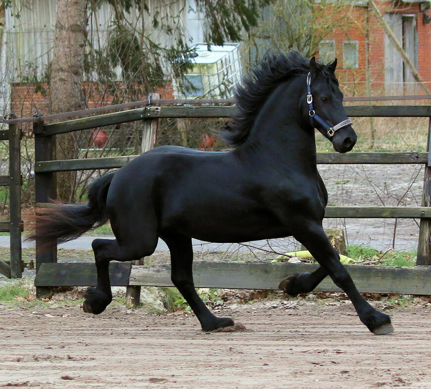 Gelding friesian horse