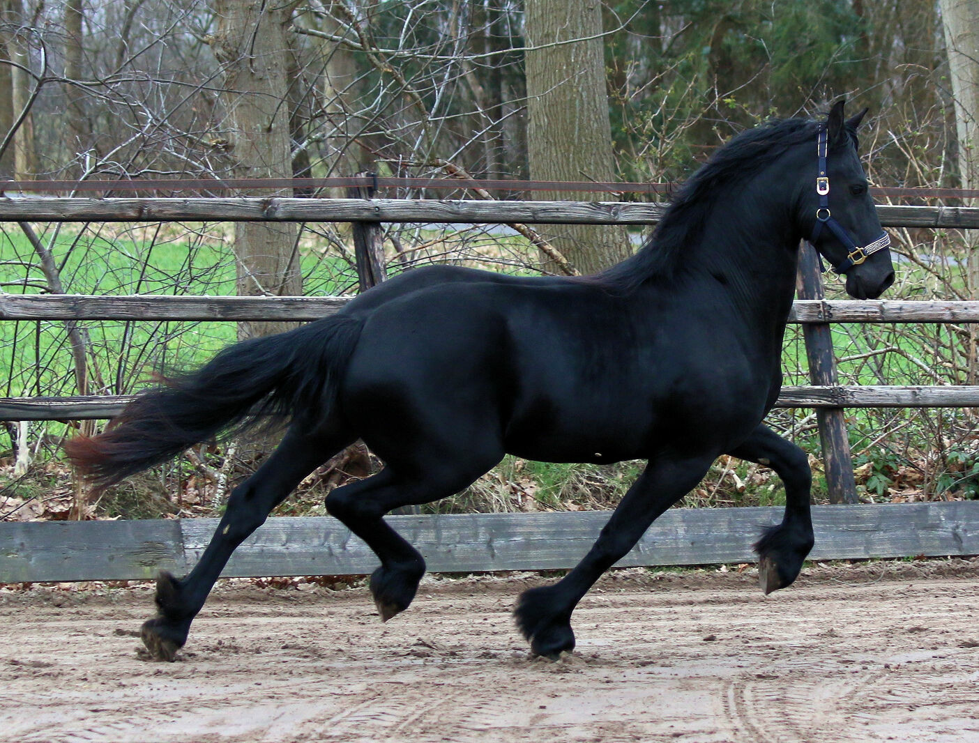 Gelding friesian horse