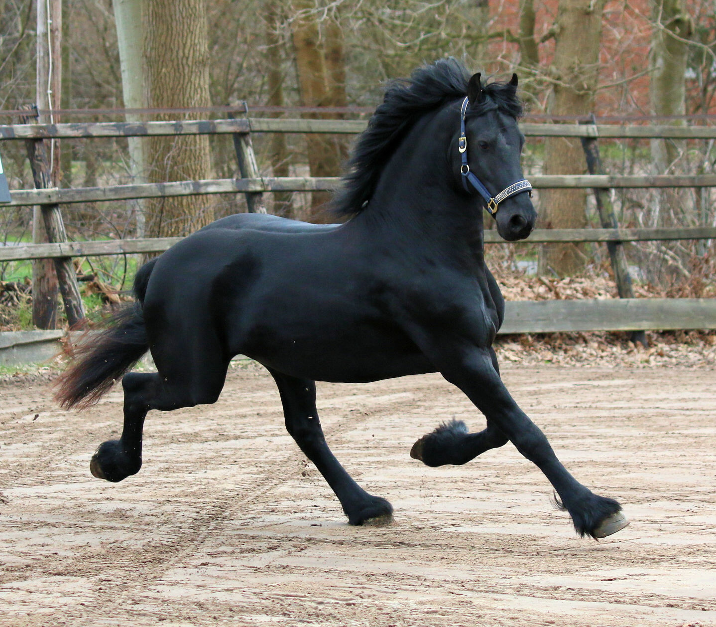 Gelding friesian horse