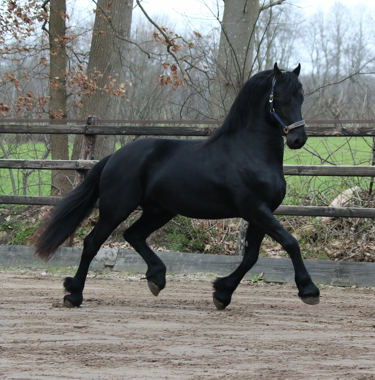 Gelding friesian horse