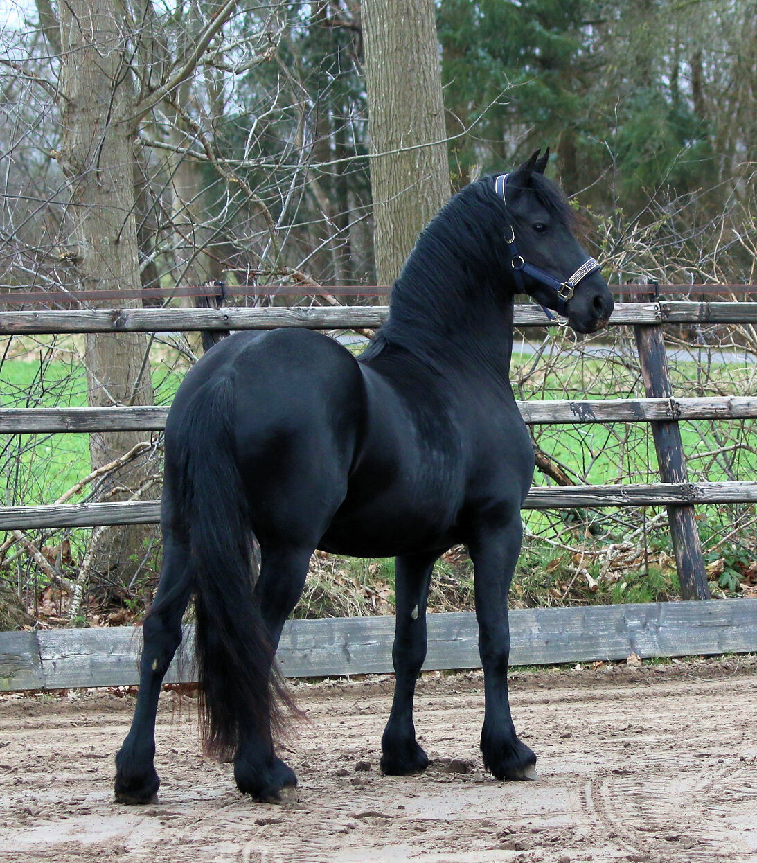 Gelding friesian horse