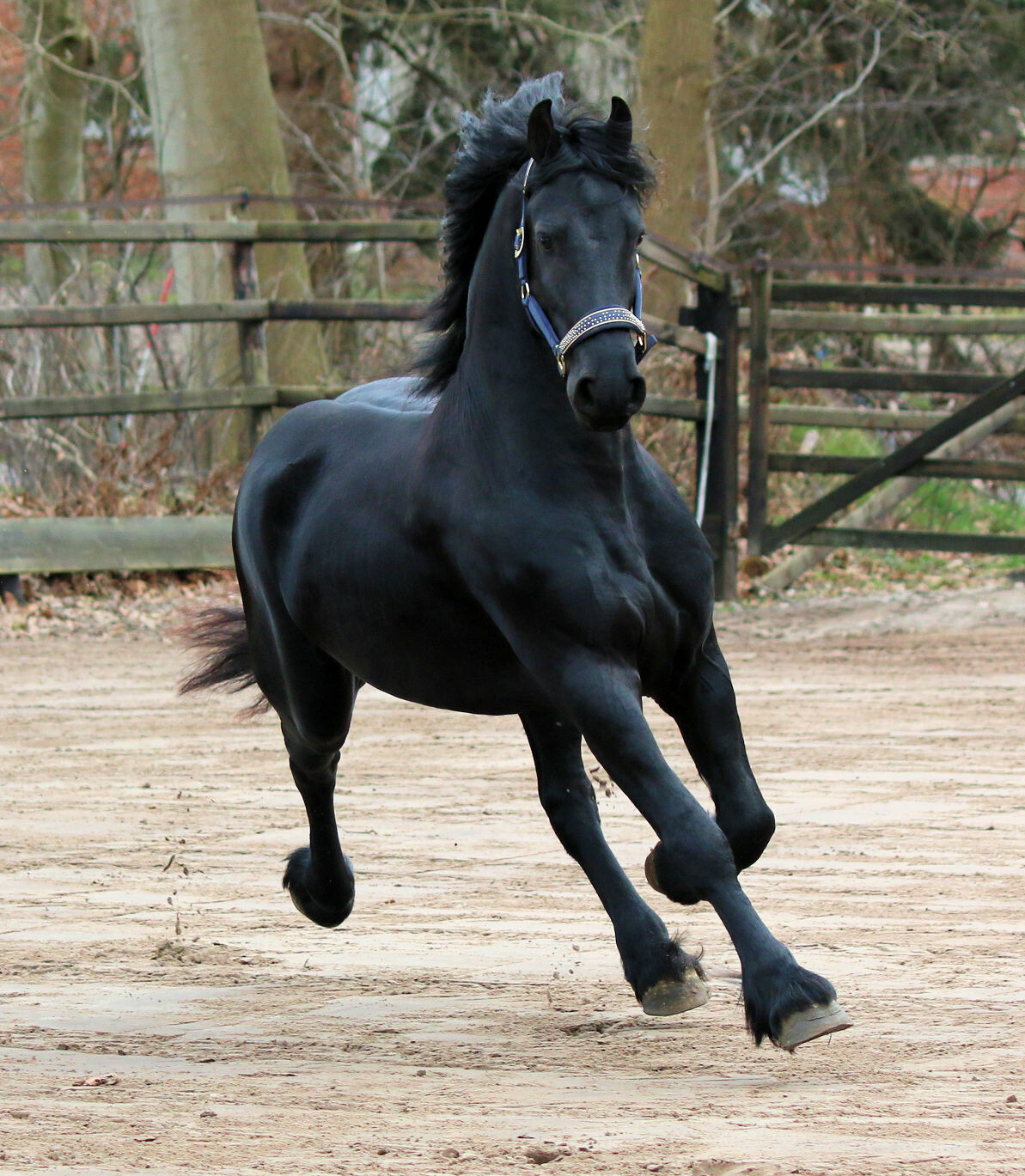 Gelding friesian horse