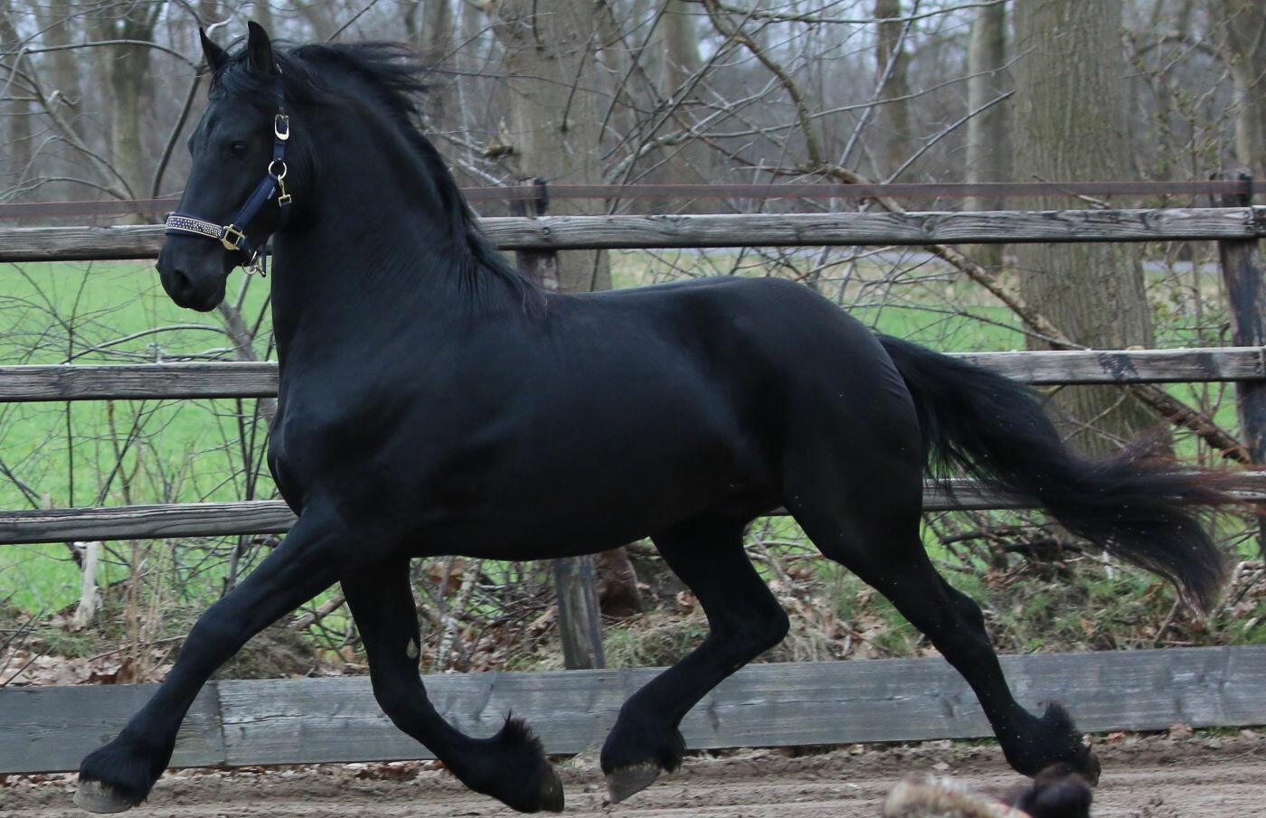 Gelding friesian horse