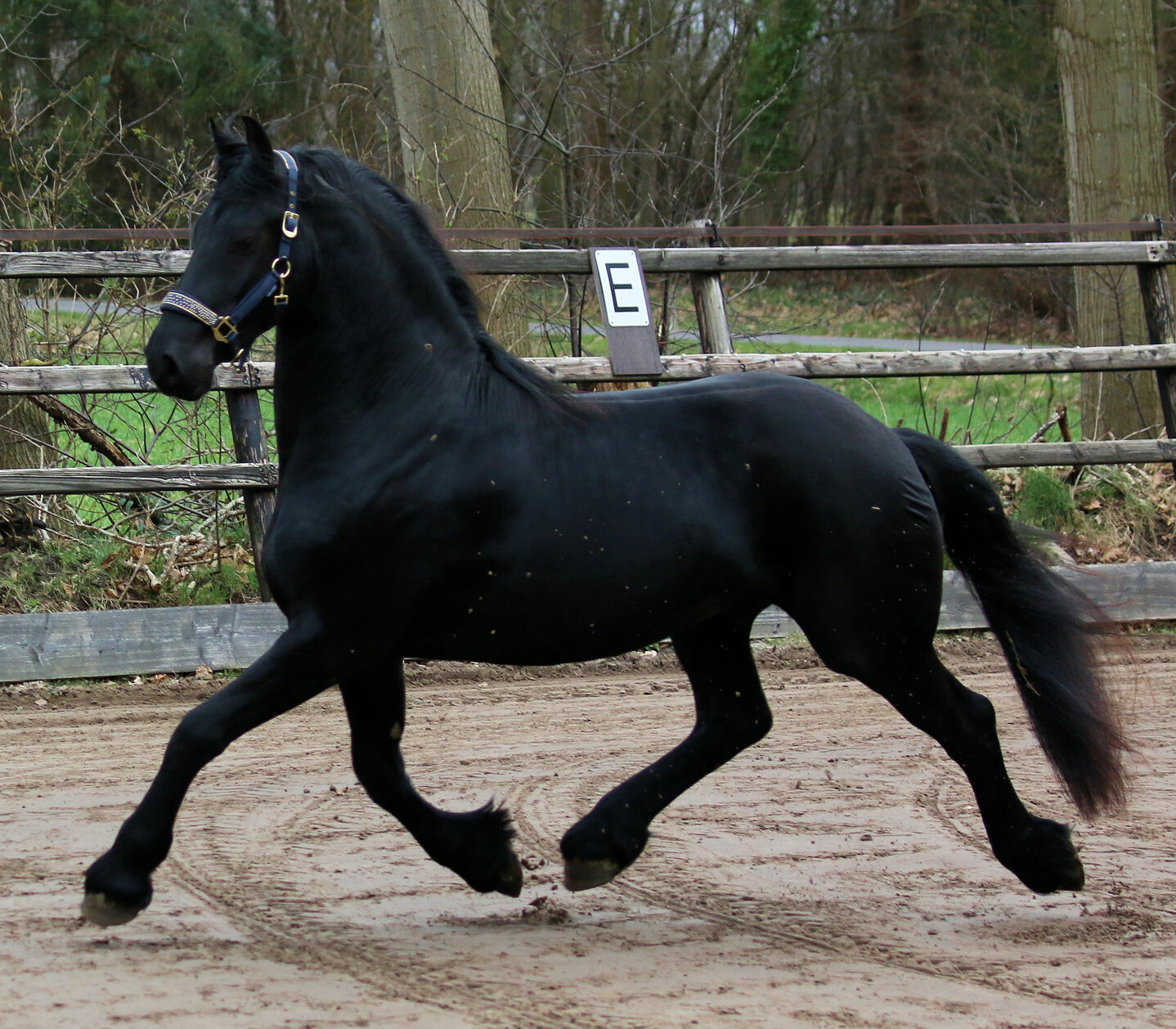 Gelding friesian horse 