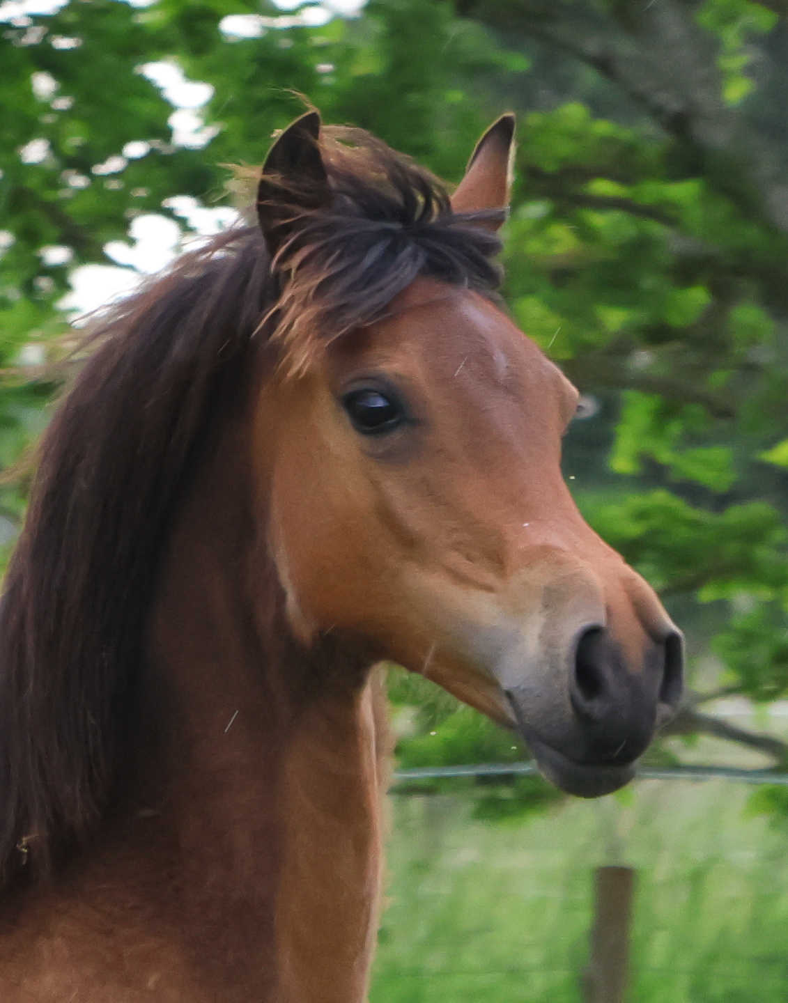Rhosynfryd Nellie